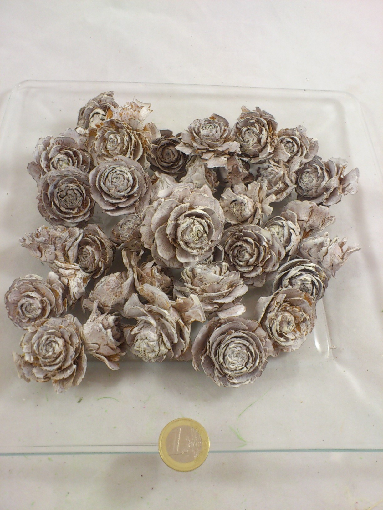 Cedar rose white-wash 40 p.